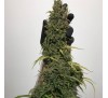 Майстер Куш (Photo.Fem.) 1 шт. / Master Kush 2026